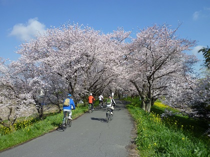 櫻のトンネル !!.jpg