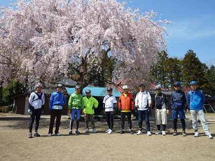 三春しだれ桜（子孫）.jpg