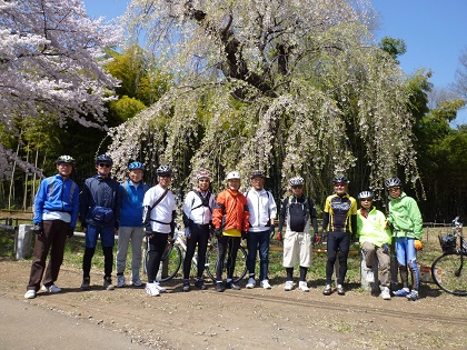 普門寺しだれ桜.jpg