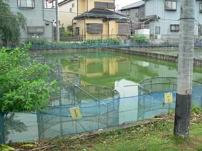 20070704あぴお大野金魚(2).JPG
