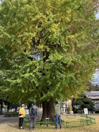 東栄寺大銀杏.jpg