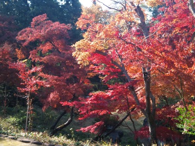 川越の紅葉