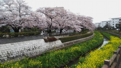 桜を楽しむ会-1