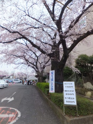 桜を楽しむ会-2