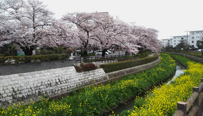 桜を楽しむ会(イメージ)