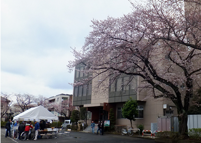 平成28年度桜を楽しむ会