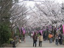 桜（丸山公園）