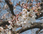 桜（2006年・会議所）