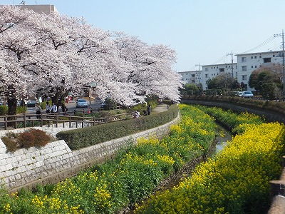 桜を楽しむ会（その1）