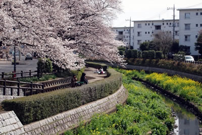 2013年の桜の様子