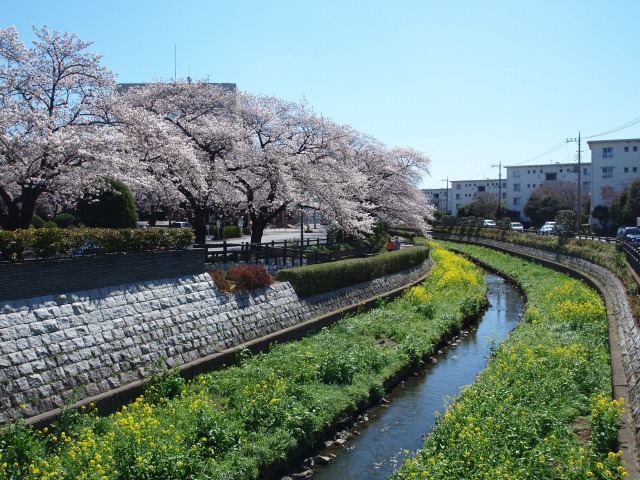 2014年3月31日の桜