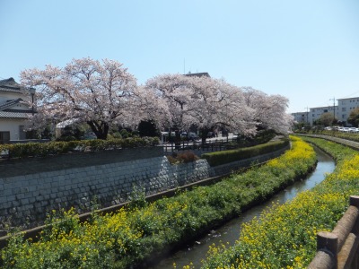 2014年「桜を楽しむ会」-2