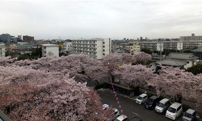 桜を楽しむ会201504-2