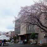 平成29年度桜を楽しむ会